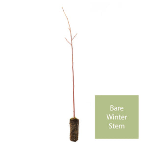 Red Oak