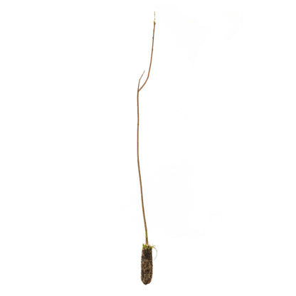 Spindle