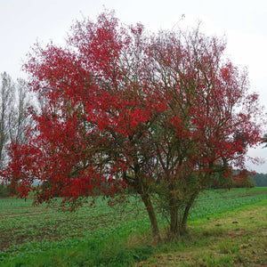 Spindle