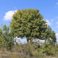 Wild Service Tree