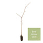 Wild Service Tree
